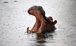 Хипопотамите са месоядни канибали